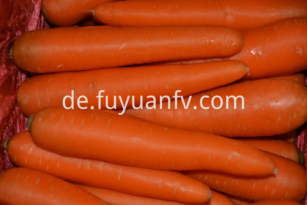 fresh carrot 